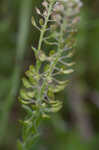 Field pepperweed